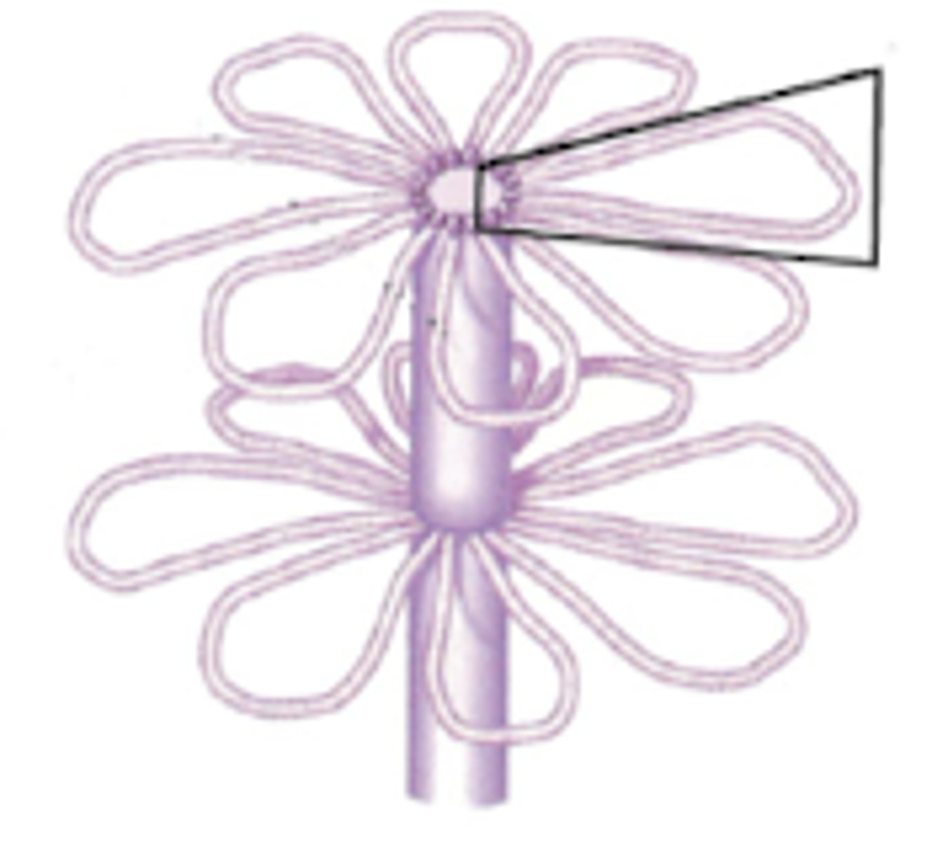 <p>The next stage of chromosome formation after solenoid chromatin structures. DNA has a 300 nm fiber creating loops around a scaffold (center) made of topoisomerase II. Euchromatin is most present and compacted here.</p>