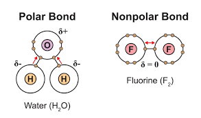 <p>A bond in which one atom has a greater attraction to the shared electrons than the other, resulting in a partial positive charge on one atom and a partial negative charge on the other.</p>