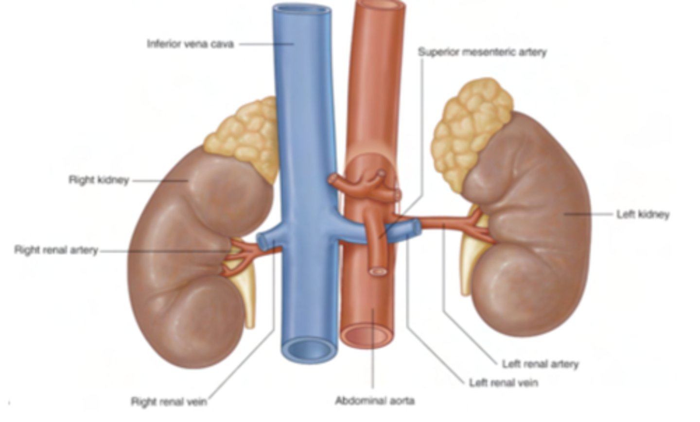 <p>Anterior: a vein</p><p>Posterior: the artery</p><p>Behind the artery: renal pelvis (continuations of ureter into</p><p>kidney)</p>
