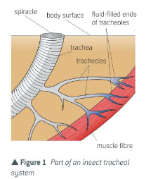 Trachea ,tracheoles and spiracles

\
1)$$Spiracles$$ are round valve like openings ,running along the length of the abdomen .oxygen and carbon dioxide enter and leave via the spiracles .the trachea attach to these openings .

\
2)The @@trachea@@ is a network of internal tubes .

\
3)The trachea tubes have rings within them to strengthen the tubs and to keep them open.

\
4)The trachea branch into smaller tubes deeper into the abdomen of the insects called $$tracheoles$$ .these extended throughout all the tissues in the insect ti deliver oxygen to respiring cells. %%This is an advantage because oxygen is taken directly to respiring tissues, hence the diffusion pathway is short%%