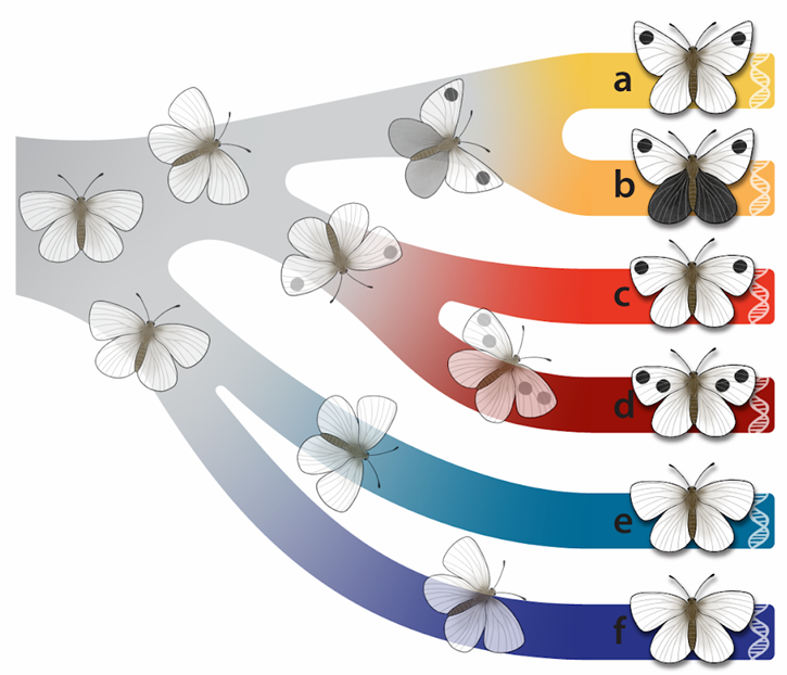 <p>(species delimitation) genetically distinct but look identical in morphology (strongly reproductively isolated)</p>