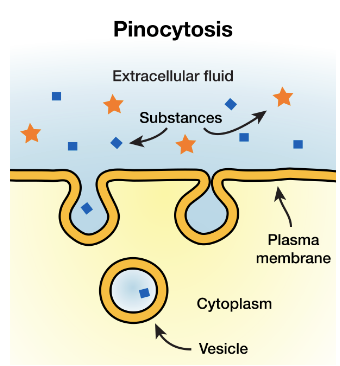 “cell drinking”

a form of endocytosis where small amounts of fluid are taken into a cell’s cytoplasm into vesicles