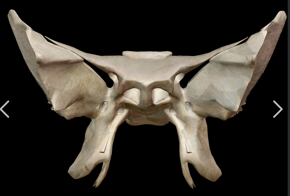 <p>What is the name of this bone in the skull?</p>
