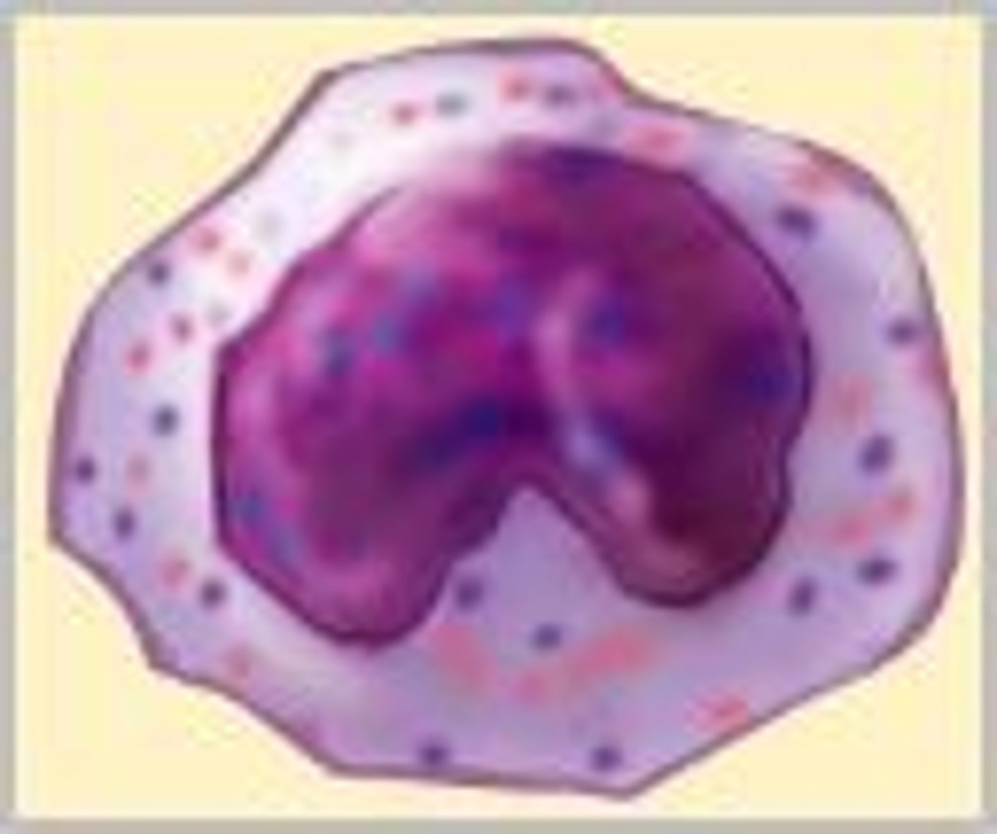 <p>Migrates from the blood and becomes a macrophage (phagocytizes bacteria, dead cells, cell fragments, and other debris within tissues)</p>