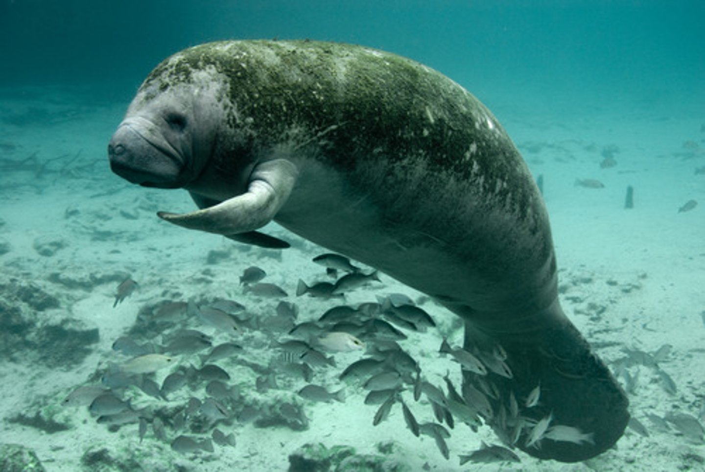 <p>West Indian Manatee</p>