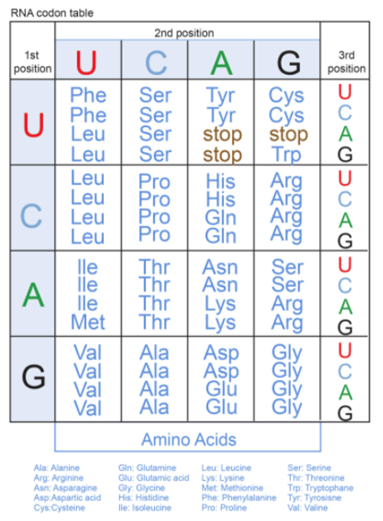 <p><span style="color: blue">Note how some amino acids are coded by more than 1 codon.</span></p><p><span style="color: blue">This is because there are only 20 amino acids but 61 ‘coding’ codons</span></p><p><span style="color: blue"><strong>Degenerate</strong>/<strong>redundant</strong> code i.e. some amino acids are encoded by more than one codon</span></p><p><span style="color: purple">notes from ppt:</span></p><p><span style="color: purple">Note – methionine is only coded by one codon AUG</span></p>