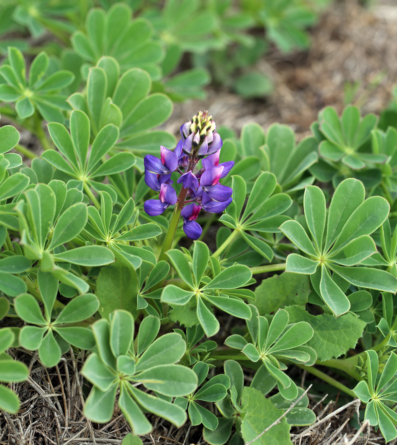 <p>Lupine whorled leaves</p><p>classic fab flower, blue-purple</p>