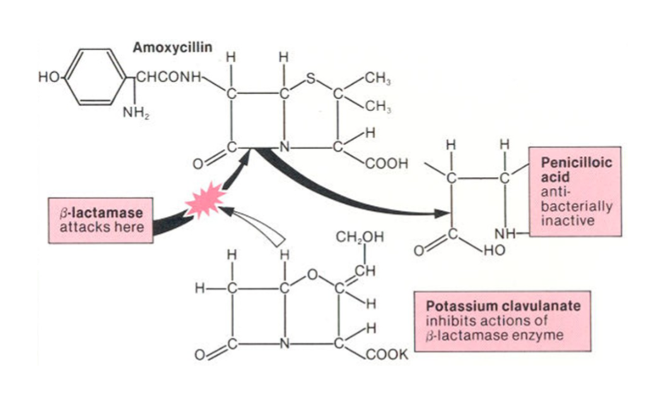 <p>Clavulanic acid → bata-lactam ring similar to penicillin, fits the binding site of beta-lactamase</p><p>Acts by competitively and irreversibly binding to beta-lactamases and penicillinases produced by Staph.</p>