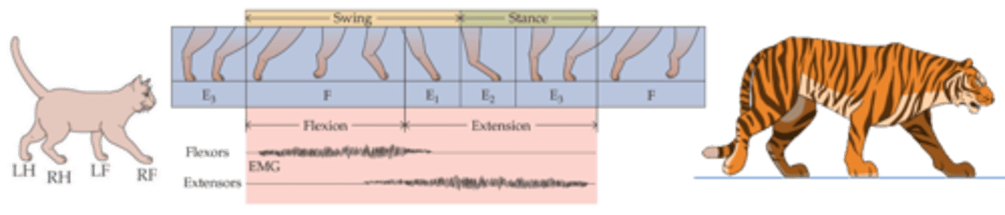 <p>In individual limbs, extensors and flexors are alternately _________ or ___________ as animal walks</p>