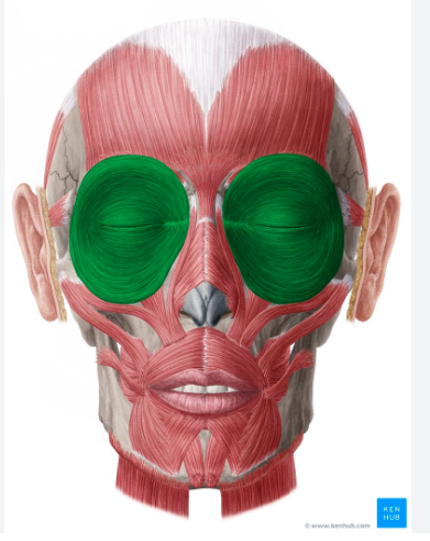 <p>Orbicularis Oculi </p>