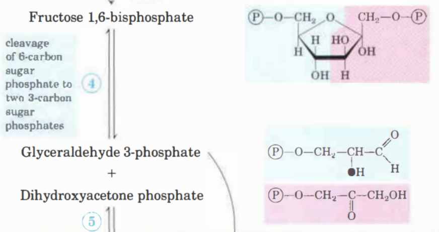 <p>Fruktos-1,6-bisfosfat klyvs till två 3-kolföreningar med enzymet <strong>aldolas</strong>. Det bildas en glyceraldehyd-3-fosfat och en dihydroxyaceton-fosfat. </p>