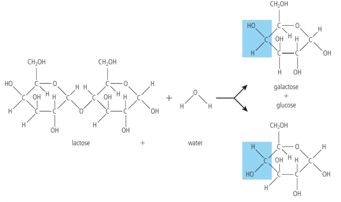 <p>Food is digested into the alimentary canal, where the digestive enzymes that accomplish this are hydrolysing enzymes. Each individual reaction is called a hydrolysis reaction and requires a water molecule as a reactant. In a hydrolysis reaction, a water molecules always ‘split’ as part of the reaction.</p>