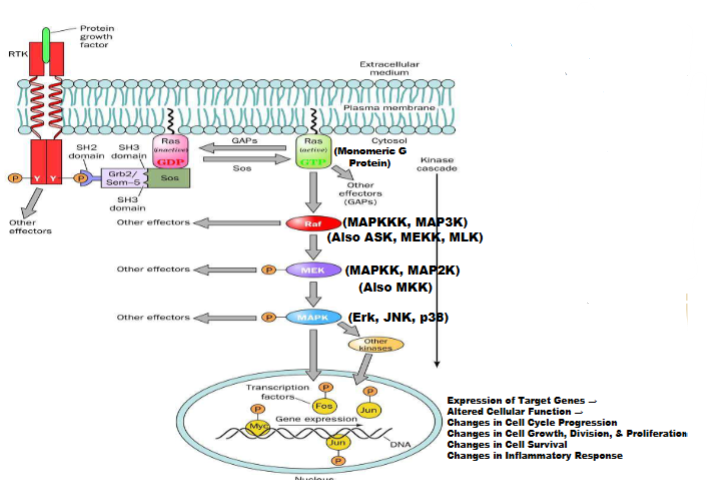 <ul><li><p class="my-2 [&amp;+p]:mt-4 [&amp;_strong:has(+br)]:inline-block [&amp;_strong:has(+br)]:pb-2"><strong>Growth factor binds RTK</strong> → dimerization and autophosphorylation.</p></li><li><p class="my-2 [&amp;+p]:mt-4 [&amp;_strong:has(+br)]:inline-block [&amp;_strong:has(+br)]:pb-2"><strong>Adapter proteins activate Ras</strong> (G protein).</p></li><li><p class="my-2 [&amp;+p]:mt-4 [&amp;_strong:has(+br)]:inline-block [&amp;_strong:has(+br)]:pb-2"><strong>Kinase cascade:</strong></p><ul><li><p class="my-2 [&amp;+p]:mt-4 [&amp;_strong:has(+br)]:inline-block [&amp;_strong:has(+br)]:pb-2"><strong>Raf (MAP3K/MAPKKK)</strong> → <strong>MEK (MAP2K/MAPKK)</strong> → <strong>MAPK</strong> (ex Erk, JNK, p38).</p></li></ul></li><li><p class="my-2 [&amp;+p]:mt-4 [&amp;_strong:has(+br)]:inline-block [&amp;_strong:has(+br)]:pb-2"><strong>Activated MAPK enters nucleus</strong> → activates transcription factors (Fos, Jun, Myc) → changes gene expression.</p></li><li><p class="my-2 [&amp;+p]:mt-4 [&amp;_strong:has(+br)]:inline-block [&amp;_strong:has(+br)]:pb-2"><strong>Main effects:</strong> cell growth, division, survival, inflammation, cell cycle progression (mitosis).</p></li><li><p class="my-2 [&amp;+p]:mt-4 [&amp;_strong:has(+br)]:inline-block [&amp;_strong:has(+br)]:pb-2"><strong>Cancer relevance:</strong> pathway often overactive due to mutated Ras, driving uncontrolled cell division.</p></li></ul><p></p>