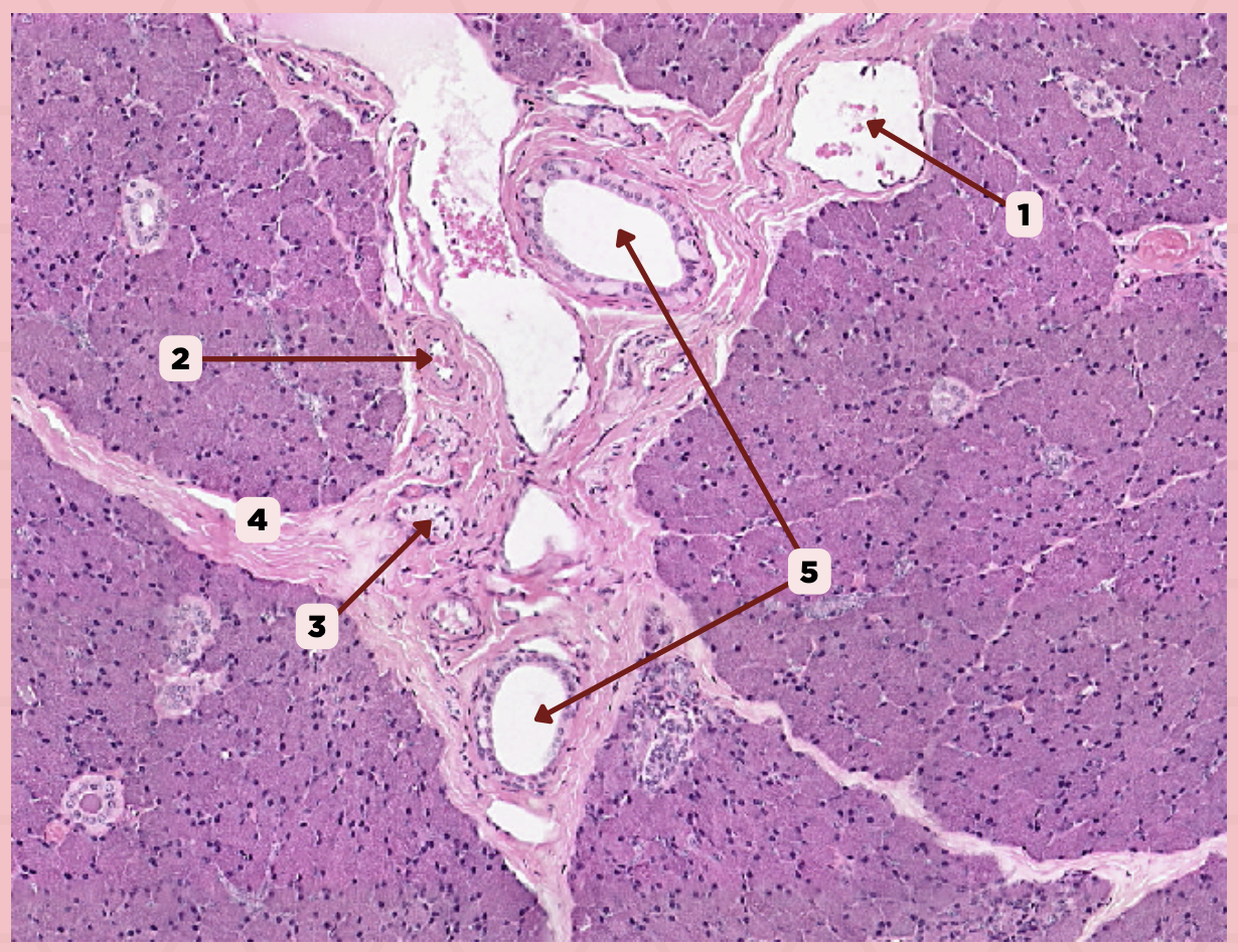 <p>Identify the structure labeled as 5.</p>