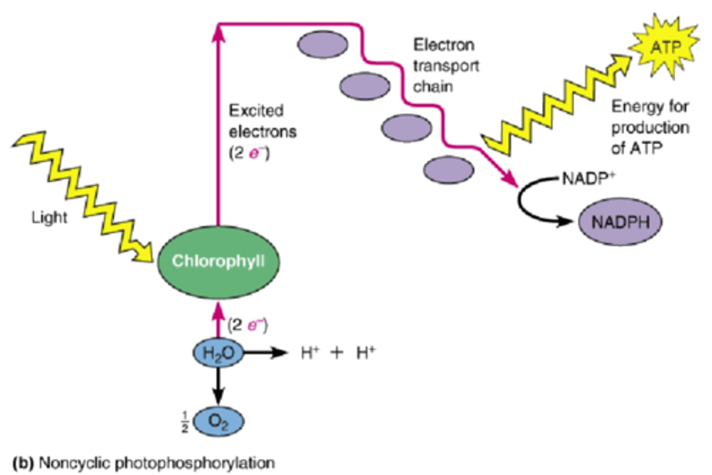 <p>The production of ATP by chemiosmosis during the light reactions of photosynthesis.</p>