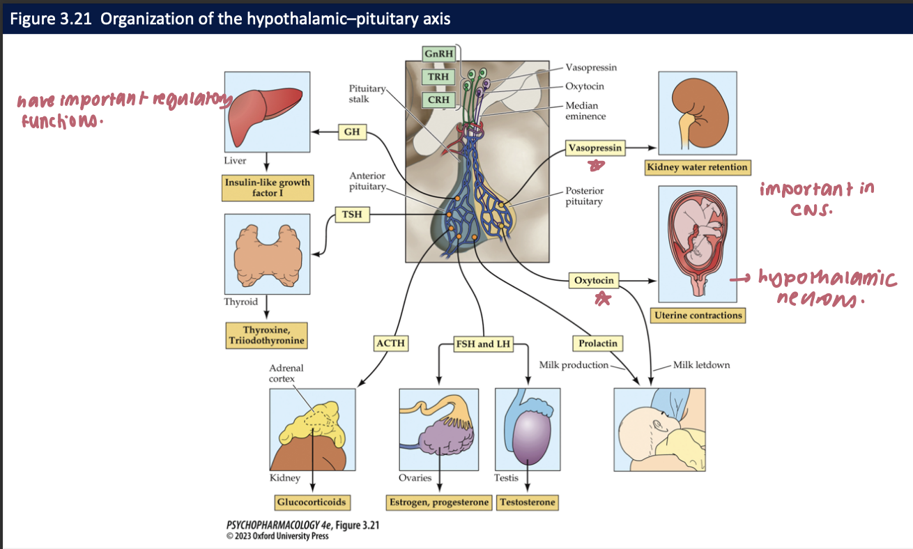 <ul><li><p>releasing hormones</p></li><li><p>stimulating hormones by the anterior pituitary&nbsp;</p></li></ul><p></p>