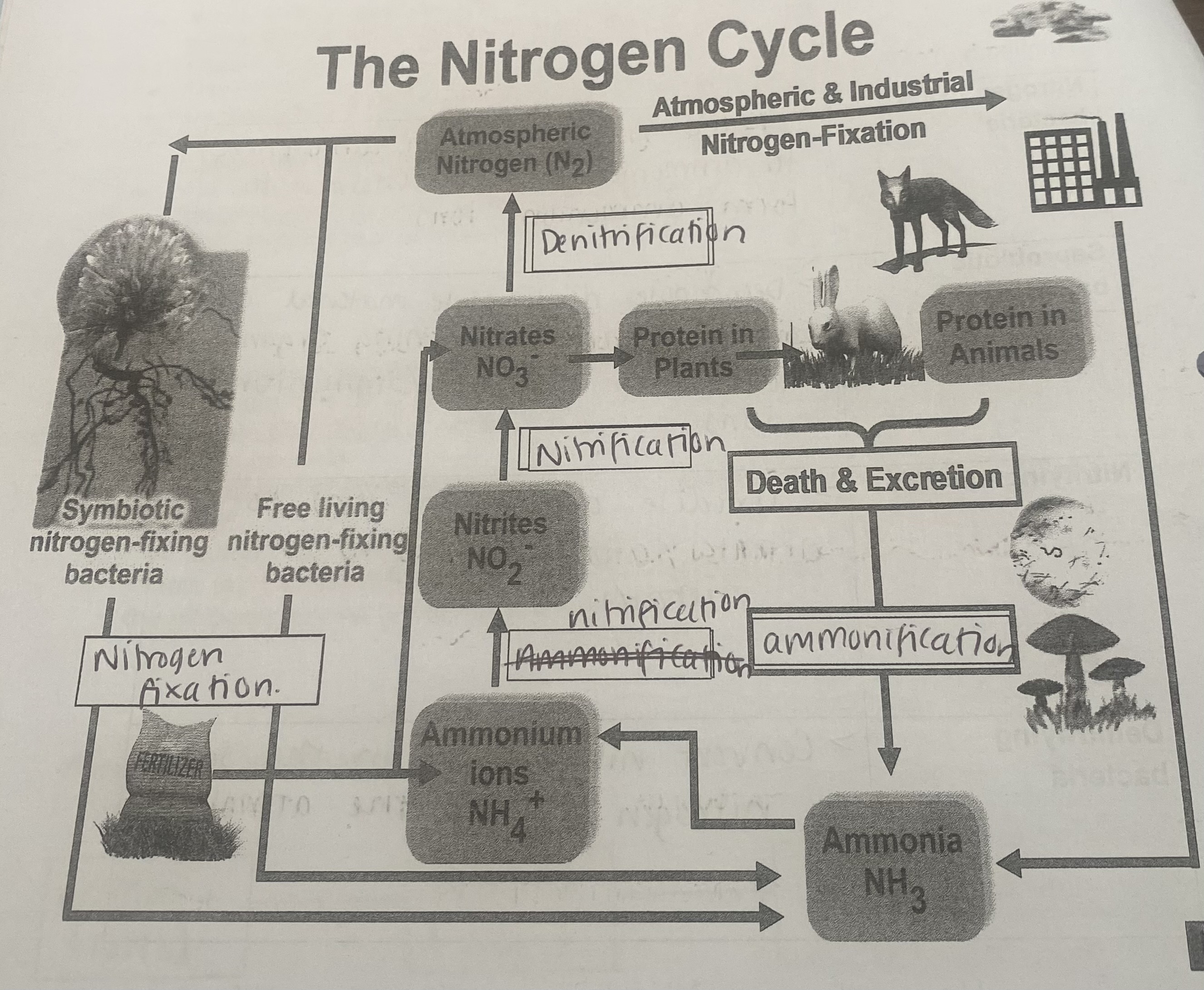 <ol><li><p>Nitrogen fixation&nbsp;</p></li><li><p>Nitrification&nbsp;</p></li><li><p>Decomposition and Ammonification&nbsp;</p></li><li><p>Denitrification&nbsp;</p></li></ol><p></p>
