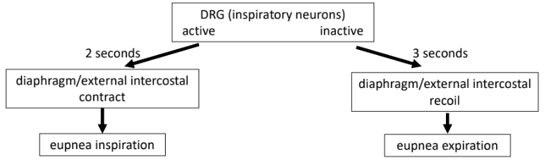 <p>3 seconds - diaphragm/external intercostal recoil = eupnea expiration</p>