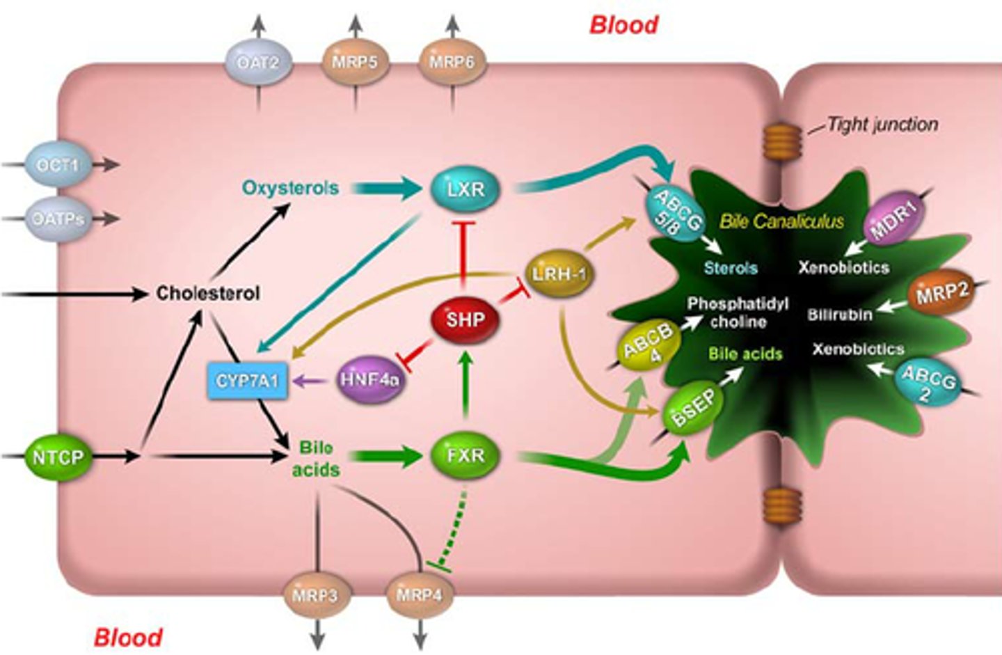 <p>Exocrine secretion by hepatocytes involves producing and releasing bile, which contains bilirubin glucuronide, bile acids, cholesterol, lecithin, phospholipids, ions, IgA, and water.</p><p>1. Bilirubin glucuronide</p><p>2. Bile acids</p><p>3. Cholesterol</p><p>4. Lecithin</p><p>5. Phospholipids</p><p>6. Ions</p><p>7. Immunoglobulin A (IgA)</p><p>8. Water</p>
