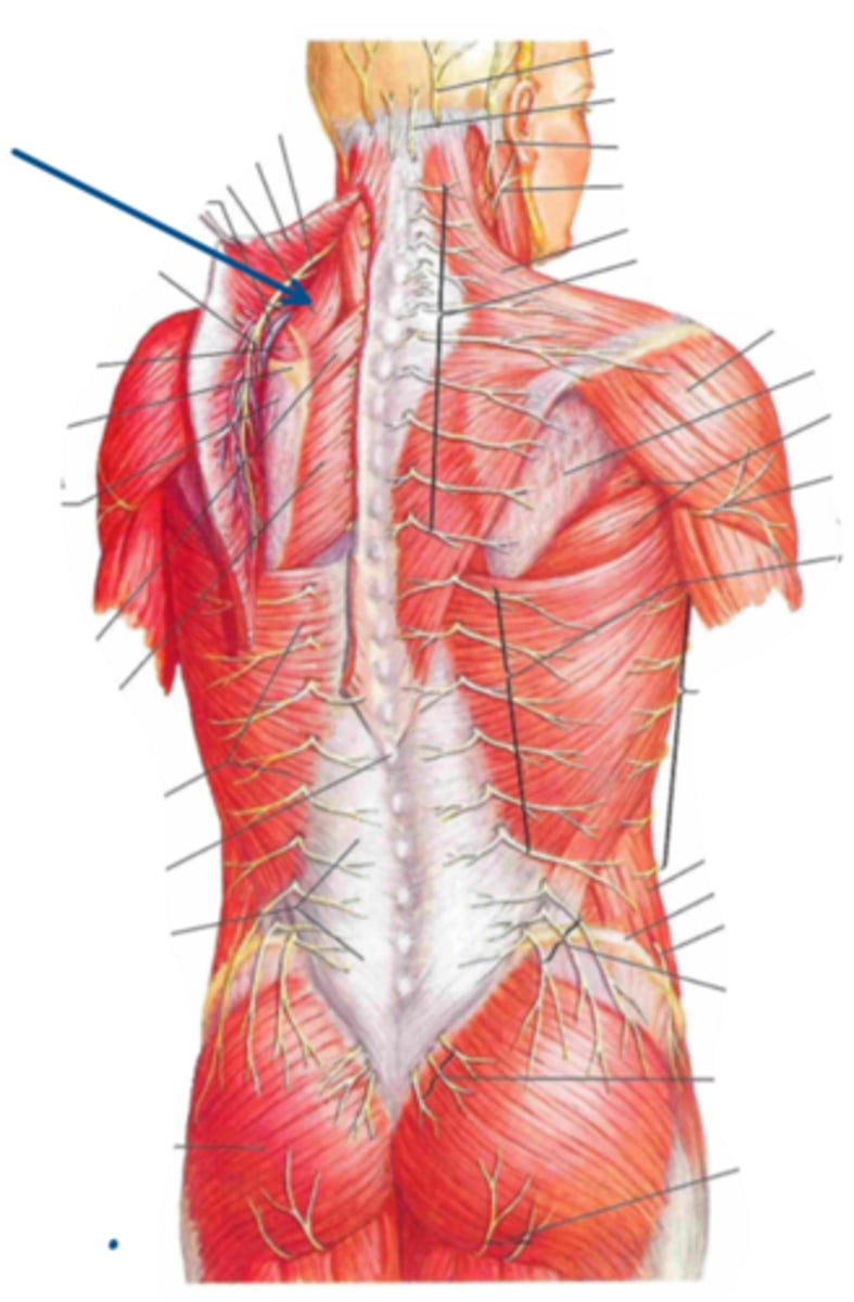 <p>Identify the innervation of the structure indicated by the arrow</p>