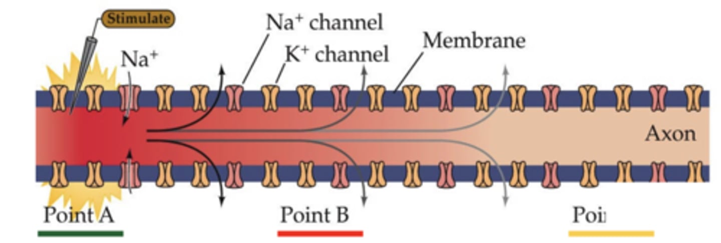 <p>they block voltage-gated Na⁺ channels, preventing action potential propagation</p>
