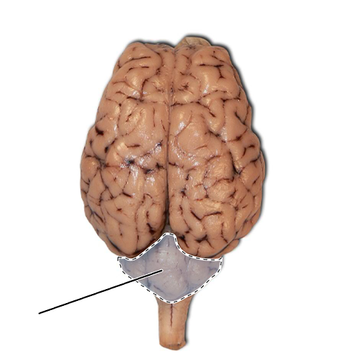 <p>Name the part of the brain that is highlighted.</p>