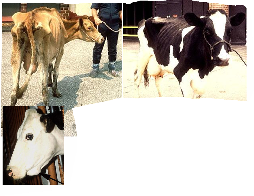 <ul><li><p>reduced milk yield</p></li><li><p>increased risk of mastitis/ SCC/ digestive disease/ resp. disease</p></li><li><p>Impaired mucosal barrier function</p></li><li><p>malabsorption (& consequently diarrhoea)</p></li><li><p>protein losing enteropathy (& consequently muscle wastage, hypoproteinaemia, oedema)</p></li></ul><p></p>