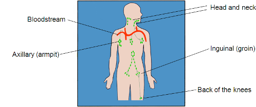 <p>Filters lymph from the <strong><u>navel, lower limbs &amp; genitalia.</u></strong></p><p>Noticeable ailments:</p><ul><li><p>STDs</p></li><li><p>Genital cancer</p></li><li><p>Lower limb skin infections</p></li></ul><p></p>