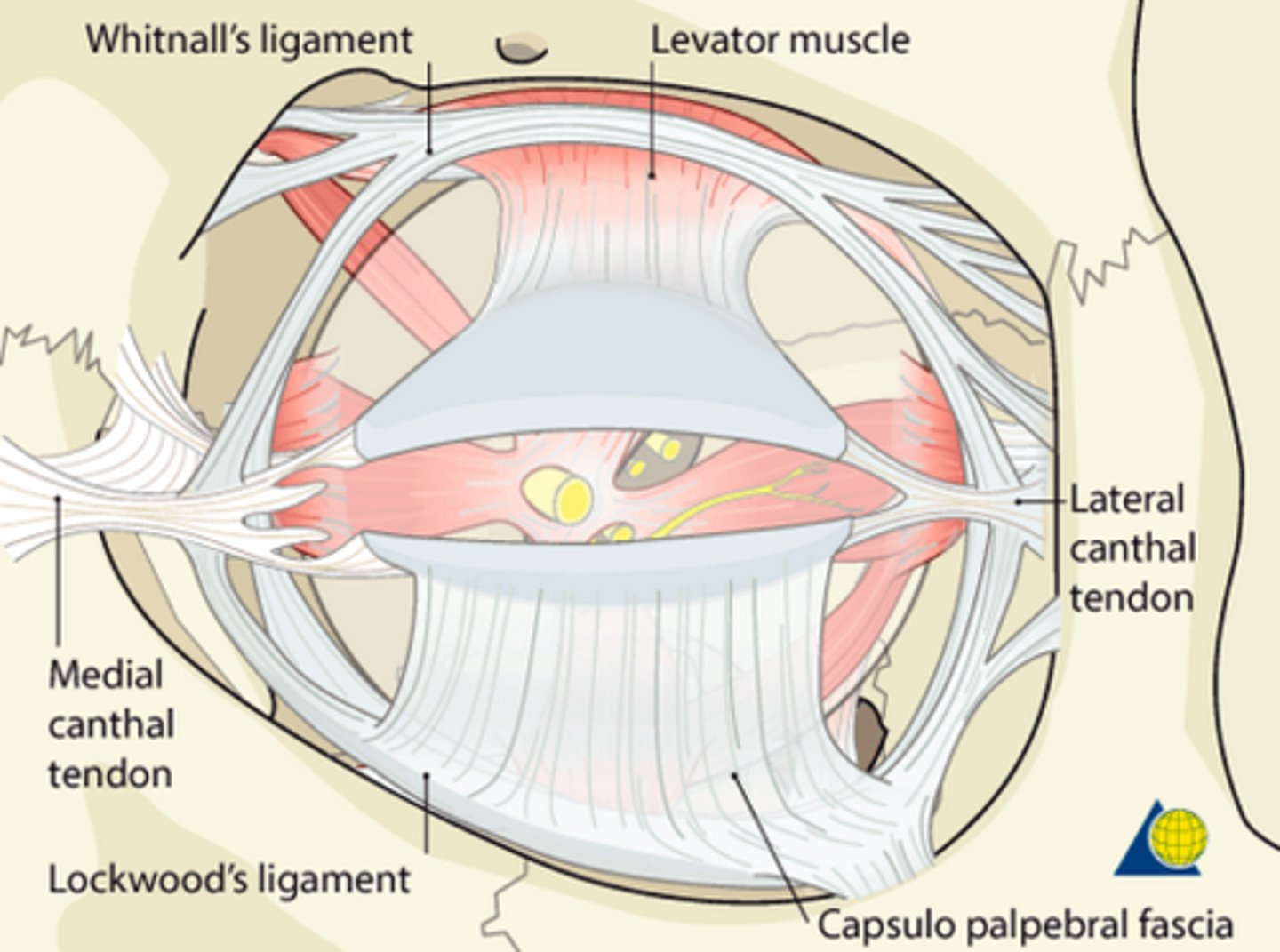 <p>transverse dense connective tissue provides support and maintains spatial relationships between anatomic structures in the superior orbit</p>