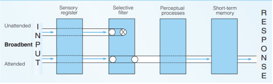 <ul><li><p>filter info when noticing at sensory level</p></li><li><p>channels of sensory input reach attentional filter, distinguished by characteristics, filter lets one channel through to perception</p></li></ul>