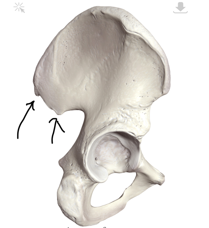 <p>Hoe heten deze punten?</p>