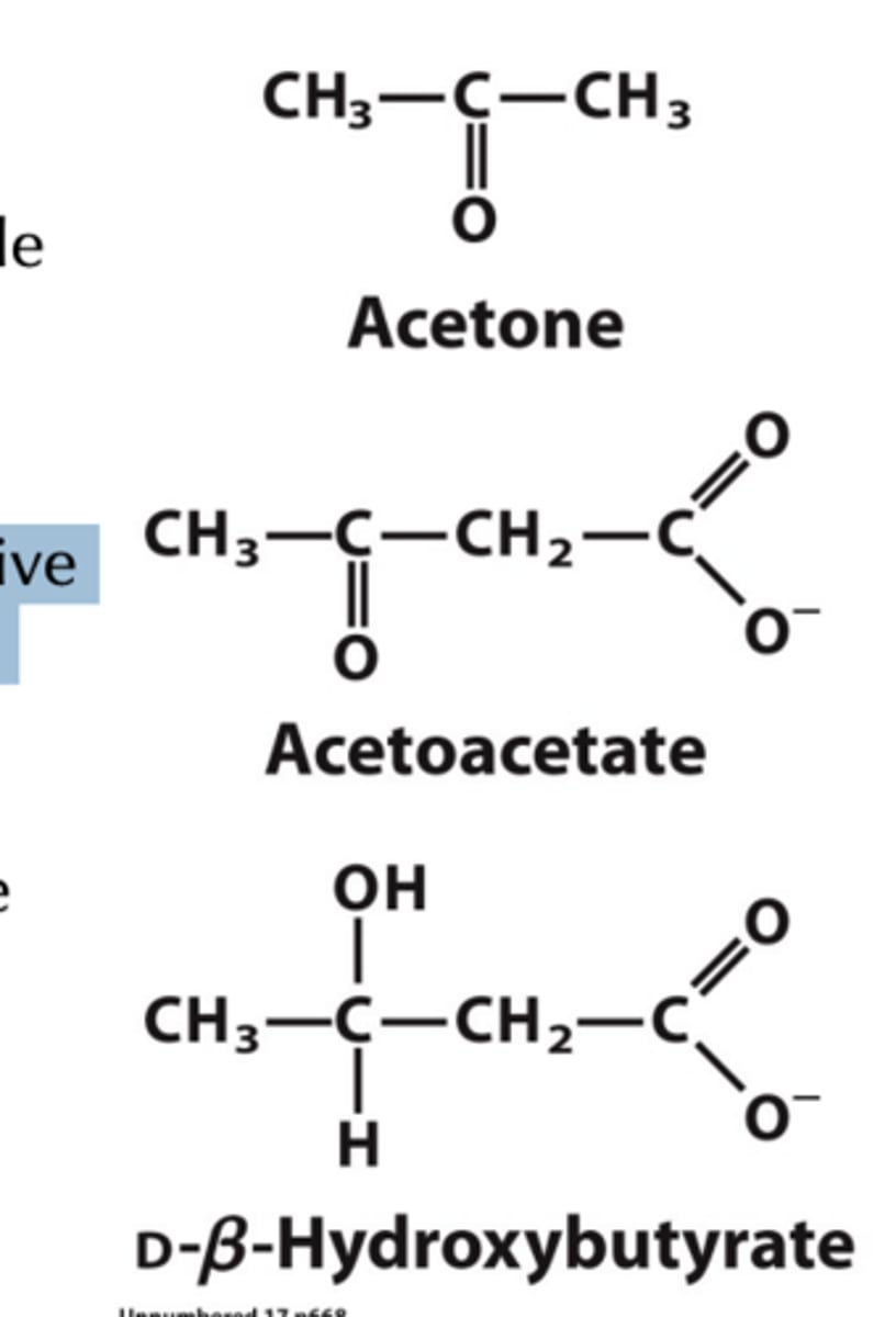 <p>acetone</p><p>acetoacetate</p><p>bhydroxybutyrate</p>