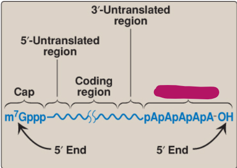 <p>Label this part of mRNA.</p>