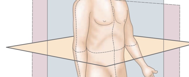 <p>Upper and lower portions</p>