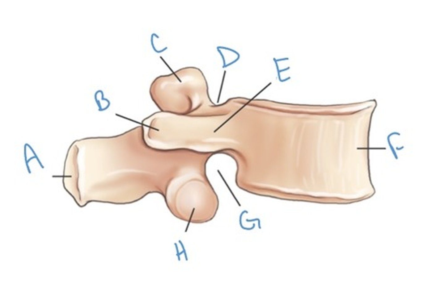 <p>Label the anatomy indicated by letter D:</p>