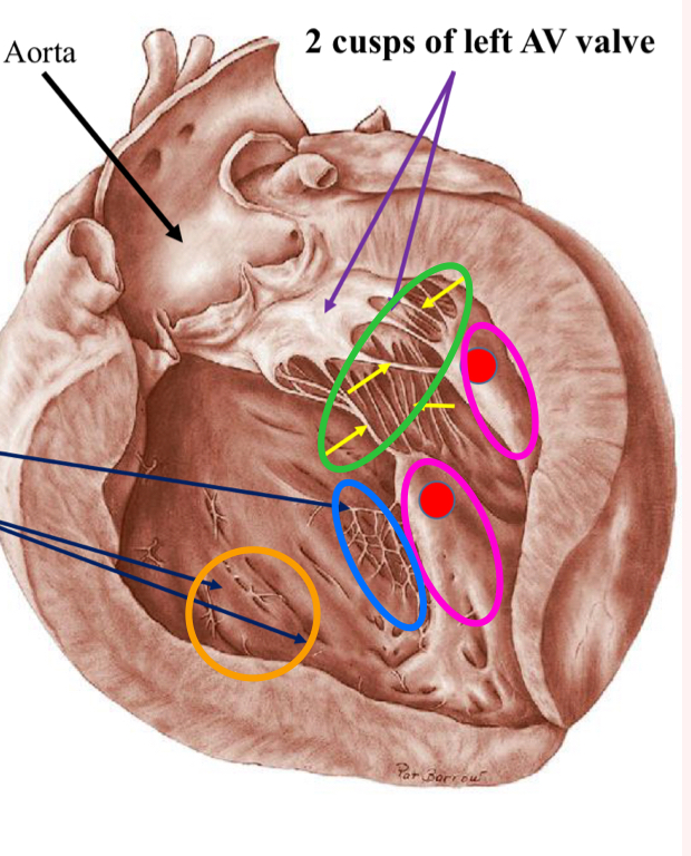 <p>What are the structures in pink?</p>