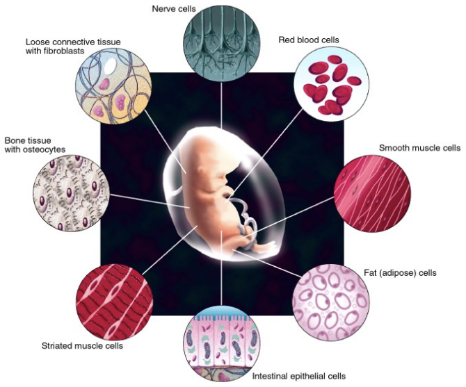 <p>-form tissues and organs</p><p>-There are ~50 trillion cells of 200-250 broadly defined different types in a human adult.</p><p></p><p>-allows specialization of cell types</p>