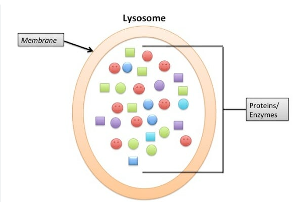 * Small bags formed from Golgi surrounded by a single membrane
* ==Contain powerful hydrolytic (digestive) enzymes== 
* Abundant in phagocytic cells 