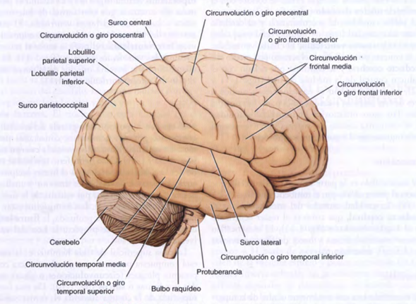 Cerebelo 