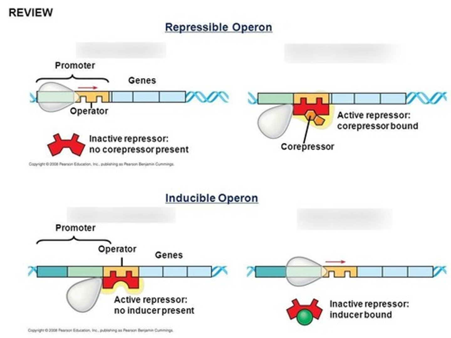 <p>A repressible operon is usually on; binding of a repressor to the operator shuts off transcription.</p>