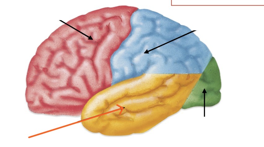 <p>Which part of the cerebrum is:</p><ul><li><p>Inferior to parietal lobe</p></li><li><p>On the side of brain</p></li></ul><p></p>