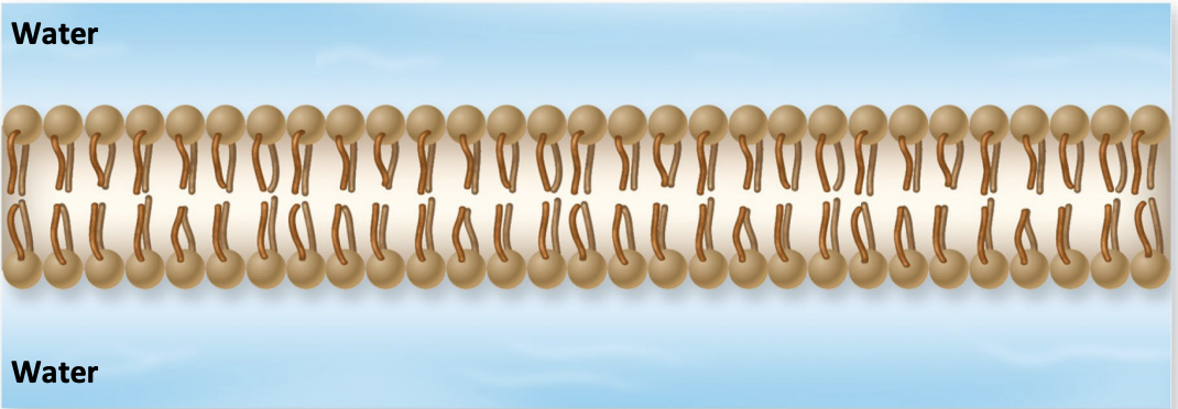 <p>More complicated lipid structure where 2 layers form</p><p>→ Hydrophilic heads point outward</p><p>→ Hydrophobic tails point inward toward each other</p><p> </p><p>The structural basis of membranes</p>