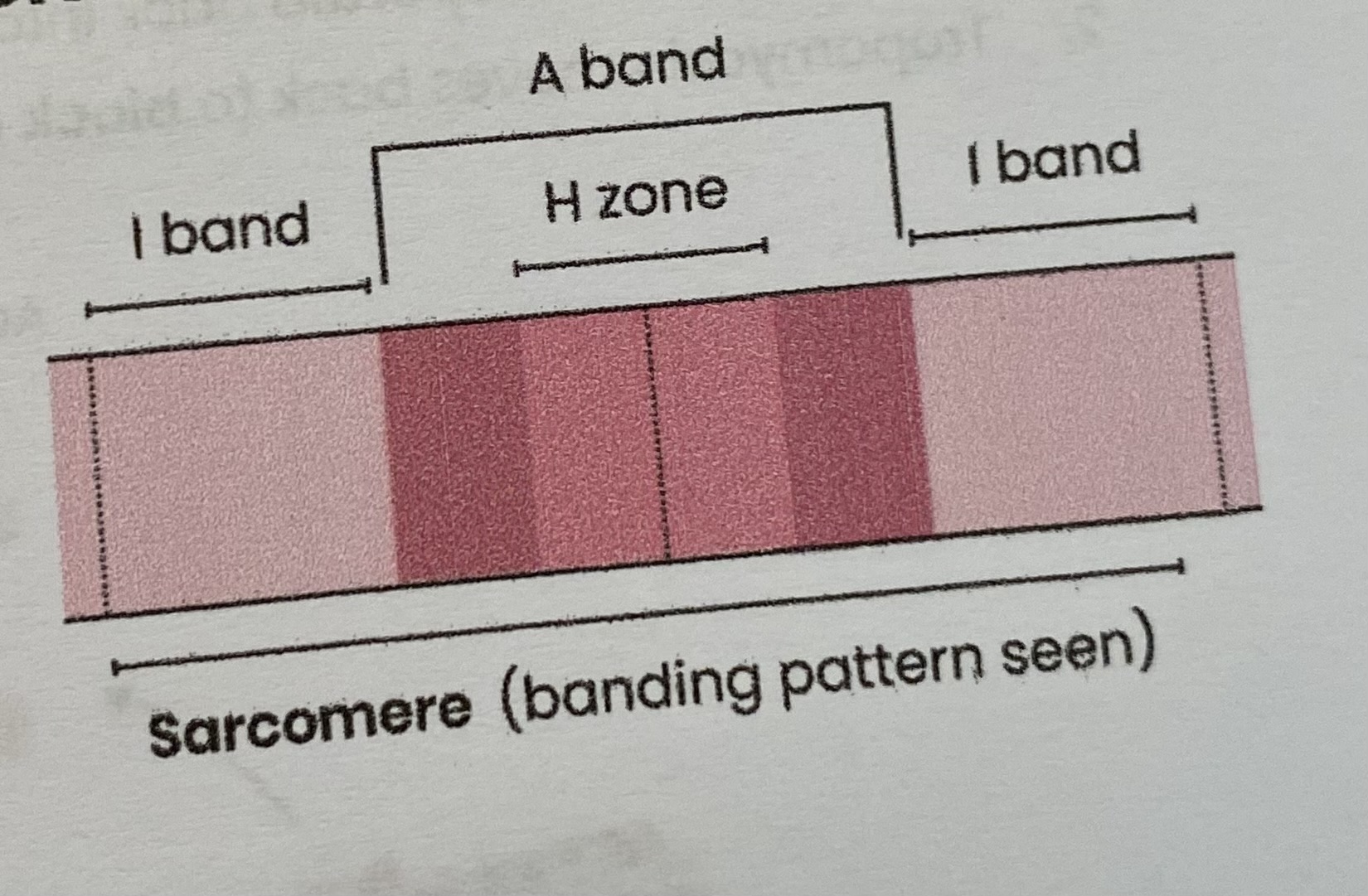 <ul><li><p><strong>I-bands</strong>= <strong>light</strong> bands containing only <strong>thin actin</strong> filaments </p></li><li><p><strong>A-bands</strong>= <strong>dark</strong> bands containing <strong>thick myosin</strong> filaments (and some actin filaments)</p><ul><li><p><strong>H zone</strong> contains only <strong>myosin</strong></p></li><li><p><strong>darkest region </strong>contains overlapping <strong>actin and myosin</strong></p></li></ul></li></ul><p></p>