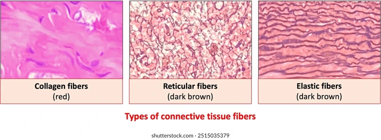 <p>Elastin fibers</p>