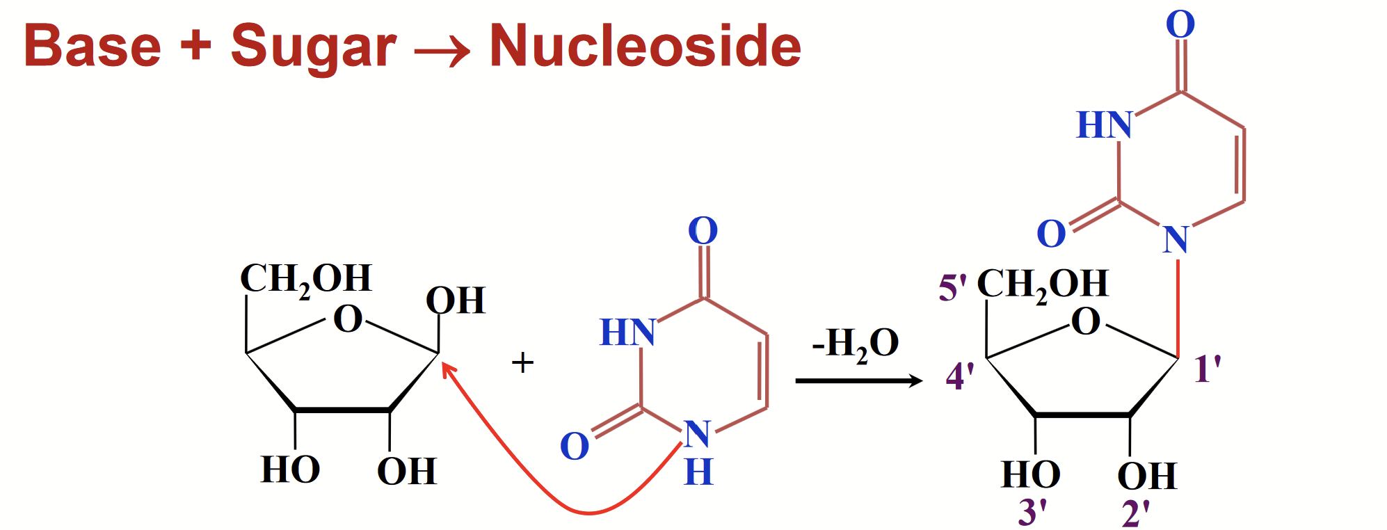 <p>A special type of glycoside found in nucleic acids; a base is joined to the sugar through a glycosidic bond.</p><p>The glycosidic bond is sometimes called a glycosylic” bond to designate the C-N linkage.</p>