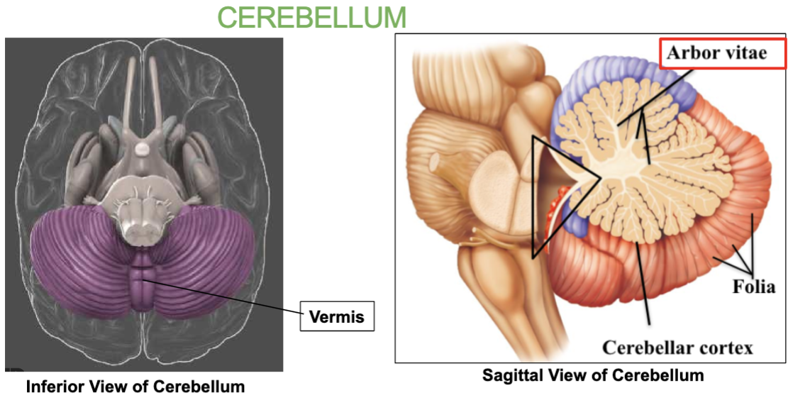 <p>The <strong>vermis</strong>, which helps coordinate motor activity between the hemispheres.</p><p><strong><em>(Arbor vitae</em></strong><em> are the distinctive tree-like pattern of its white matter in the cerebellum)</em></p>