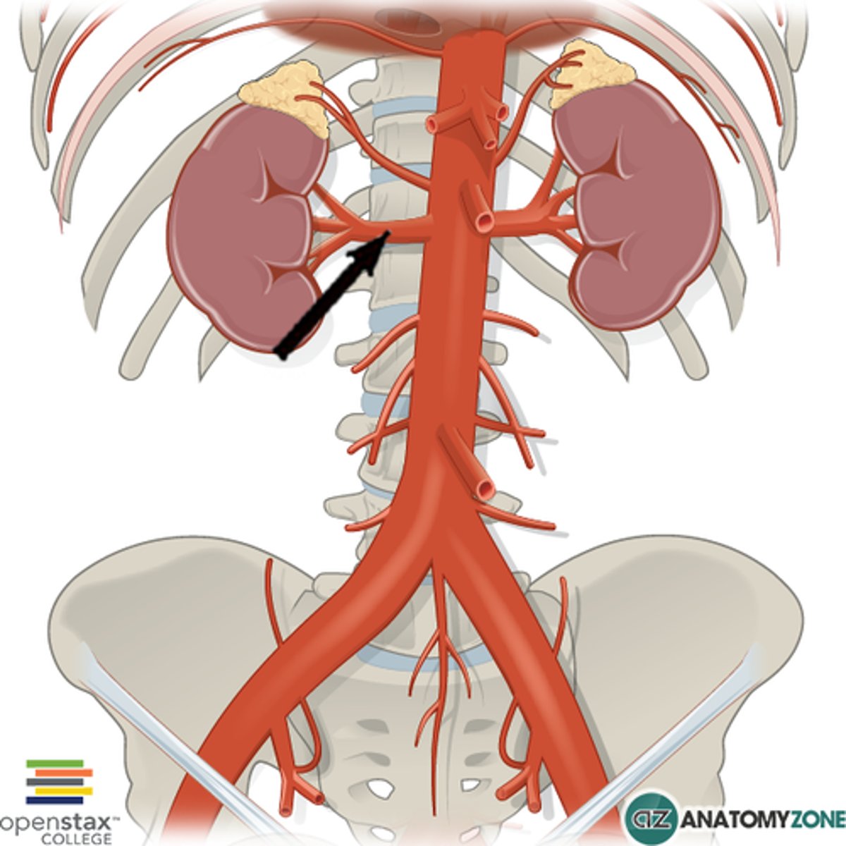 <p>kidney blood flow:</p><p>1. oxygenated blood comes down from the descending aorta to what</p>