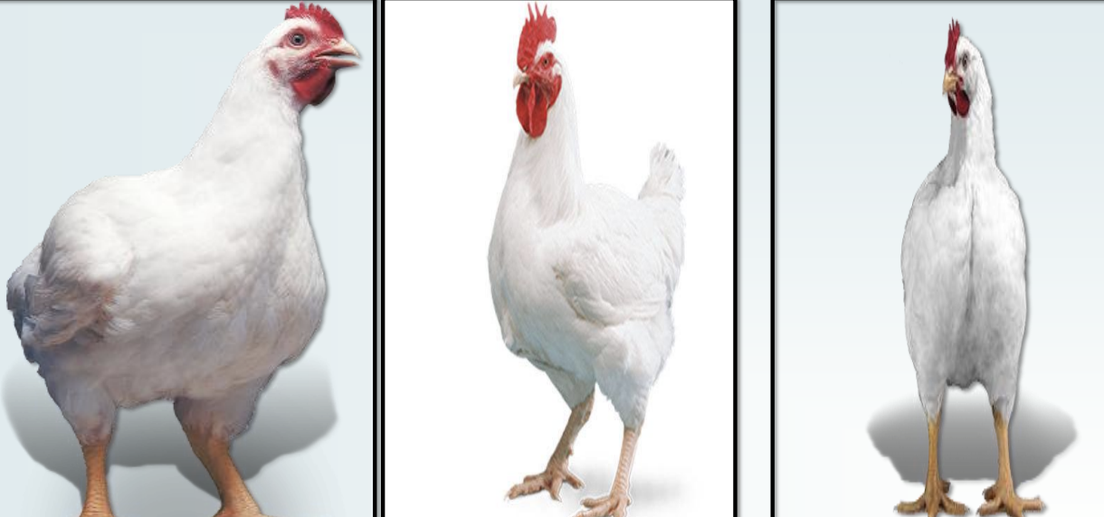 <p>What is the term for meat-type hybrid breeds, which originate from heavy breeds with strains like Arbor Acres, Ross, Ranishaver, Cobb, Cornish, and White Plymouth Rock?</p>