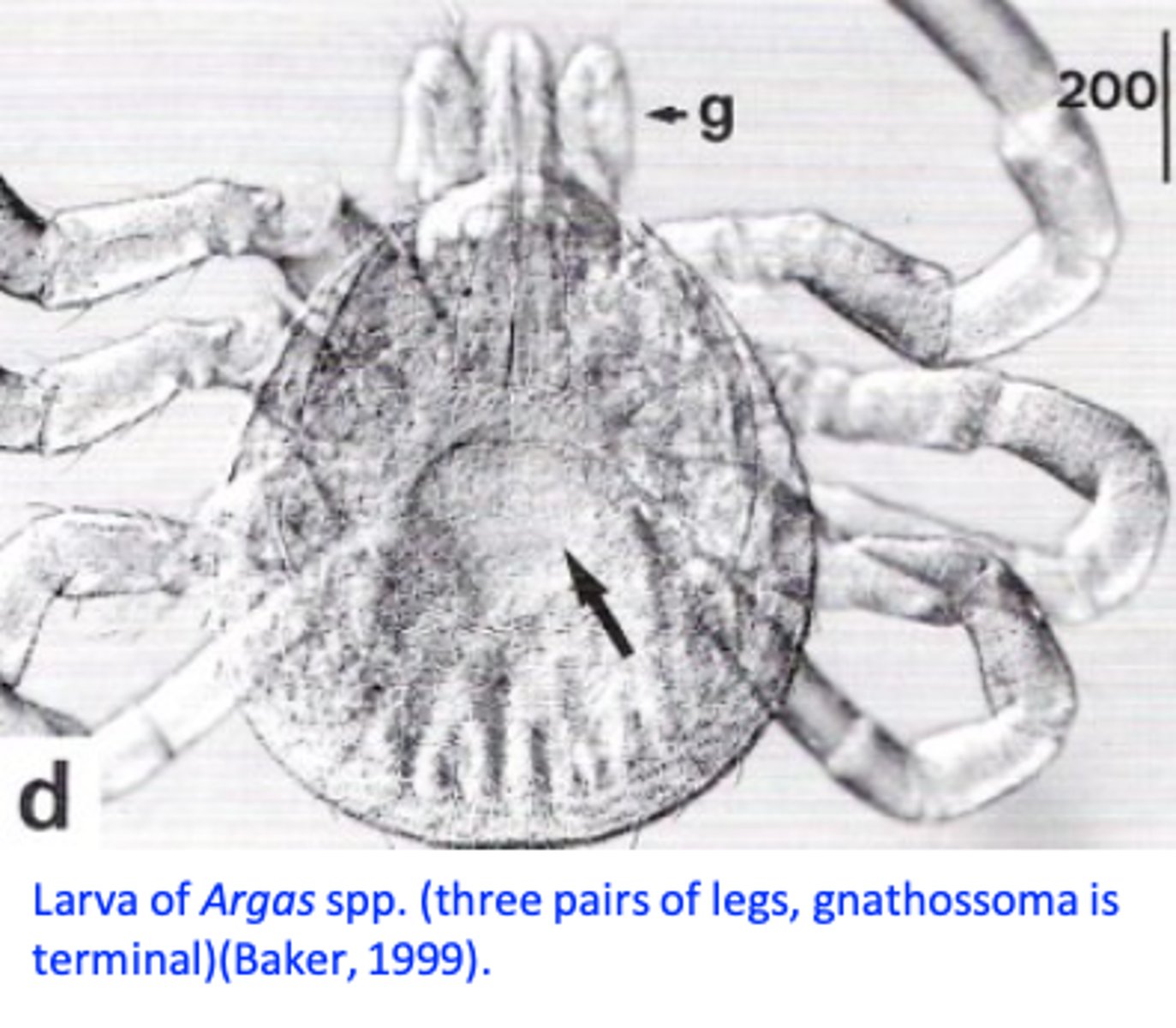 <p>• Clinical signs, history (outdoor systems);</p><p>Examination of the birds during the night: larvae, adults, nymphs</p><p>Examination of the birds during the day: larvae attached to the skin;</p>