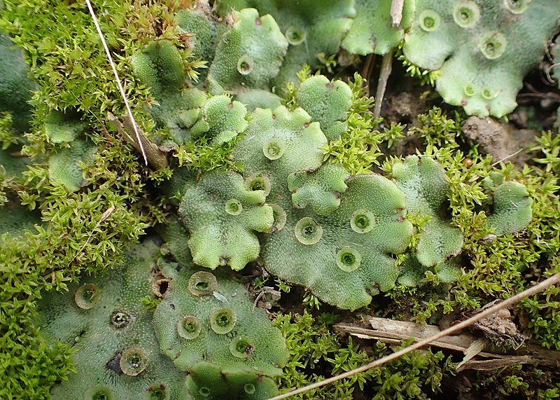 <p>phylum of bryophytes</p><p>liverworts</p><p>contain a thallus, pores, and gemmi cups</p><p>epiphytic</p>